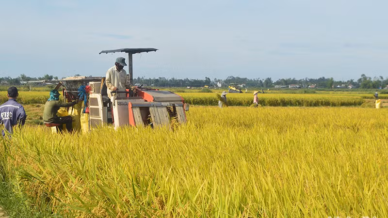 Năm 2023, vùng Đông Nam Bộ, Tây Nguyên và duyên hải Nam Trung Bộ đạt tổng sản lượng thóc ước 6,2 triệu tấn, tăng 130 nghìn tấn so với năm 2022. 