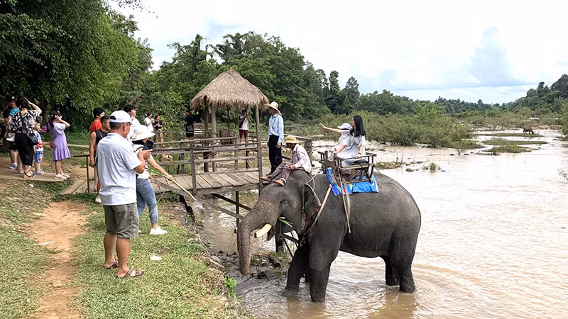 Từ ngày 10/2/2023 sẽ dừng hoạt động cưỡi voi tại Trung tâm Du lịch Cầu treo Buôn Đôn.