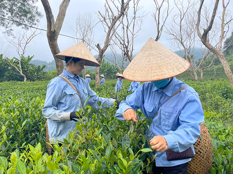 Nông dân xã Xuân Lao, huyện Mường Ảng thu hái chè.