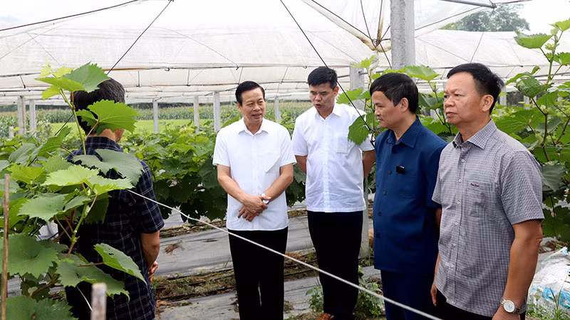 Chủ tịch Ủy ban nhân dân tỉnh Hà Giang Nguyễn Văn Sơn thăm mô hình trồng nho cho thu nhập cao tại xã Xuân Giang, huyện Quang Bình. Chủ tịch Ủy ban nhân dân tỉnh Hà Giang Nguyễn Văn Sơn thăm mô hình trồng nho cho thu nhập cao tại xã Xuân Giang, huyện Quang Bình.