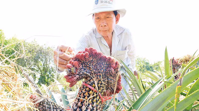 Khóm phụng được người dân xã Thạnh Mỹ, huyện Tân Phước chăm sóc tỉ mỉ, cung ứng cho thị trường.