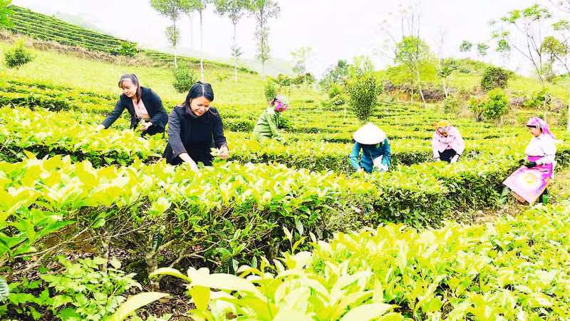 Thu hoạch chè shan tại xã Gia Hội, huyện Văn Chấn. (Ảnh: Thanh Sơn)