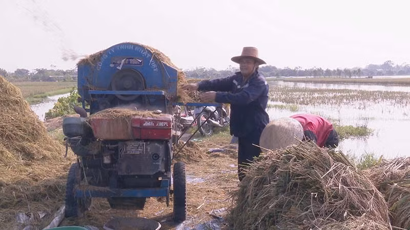 Nông dân xã Văn Xá huyện Kim Bảng khẩn trương thu hoạch lúa mùa. Nông dân xã Văn Xá huyện Kim Bảng khẩn trương thu hoạch lúa mùa.