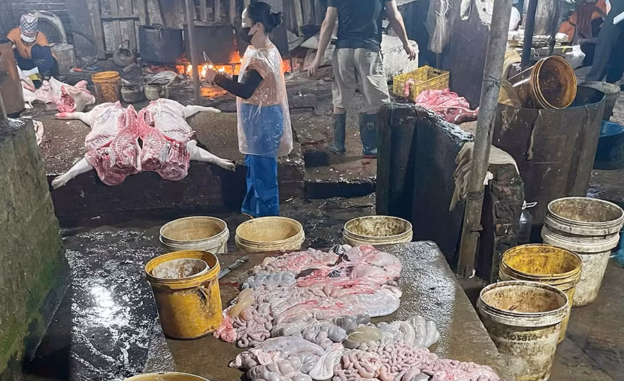 Số lợn và thịt lợn dương tính với virus dịch tả lợn châu Phi tại cơ sở giết mổ lợn của hộ gia đình ông Nguyễn Tiến Mạnh. Số lợn và thịt lợn dương tính với virus dịch tả lợn châu Phi tại cơ sở giết mổ lợn của hộ gia đình ông Nguyễn Tiến Mạnh.