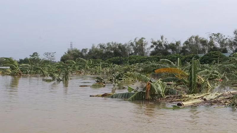 Nhiều diện tích cây ăn quả các xã ven sông Hồng của thị xã Duy Tiên bị thiệt hại. Nhiều diện tích cây ăn quả các xã ven sông Hồng của thị xã Duy Tiên bị thiệt hại.