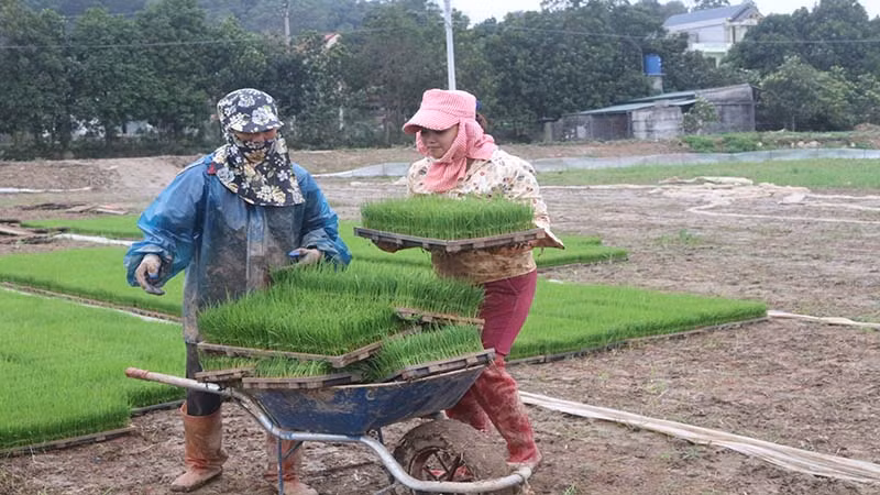Sản xuất mạ khay máy cấy tại Hợp tác xã Tân Phong.