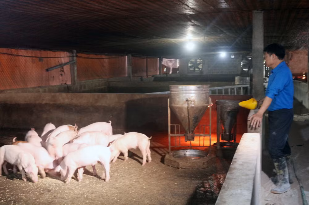 Chăn nuôi gặp khó khi giá thức ăn tăng, giá lợn hơi giảm.