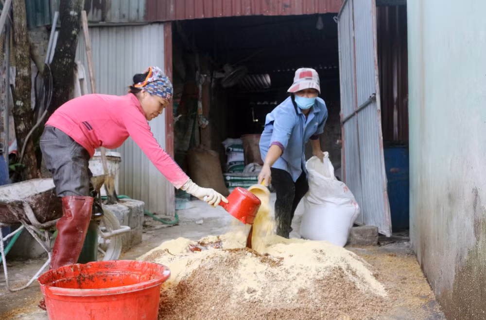 Người chăn nuôi tự trộn thức ăn cho lợn để thay thế cám công nghiệp và giảm chi phí sản xuất.