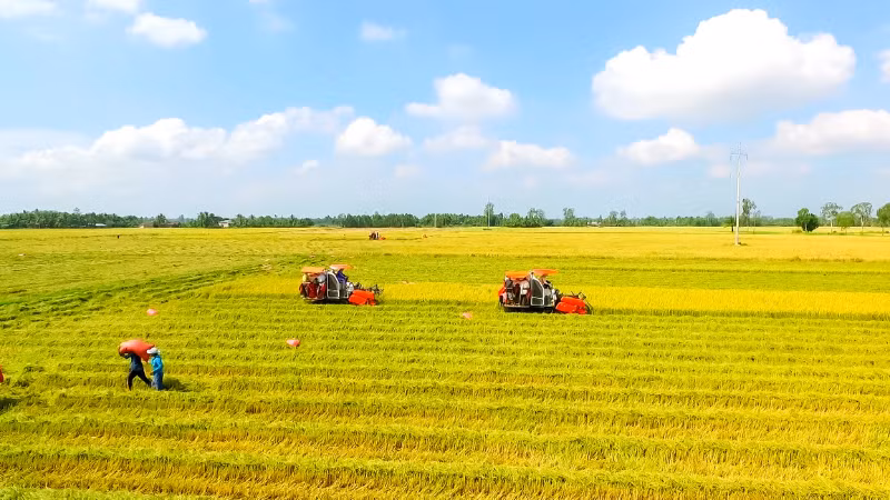 Thu hoạch lúa theo quy trình sản xuất lúa chất lượng cao, phát thải thấp tại Cần Thơ.