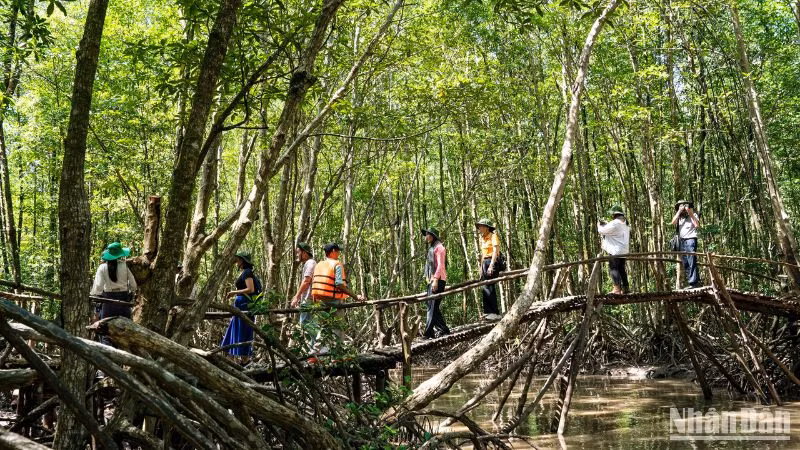 Du khách trải nghiệm, tham quan vùng lõi rừng đước của Vườn quốc gia Mũi Cà Mau.