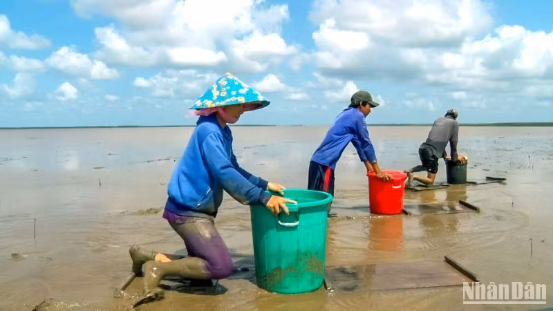 Nghề trượt mong đã gắn bó từ lâu đời để mưu sinh của cư dân vùng bãi bồi Mũi Cà Mau.