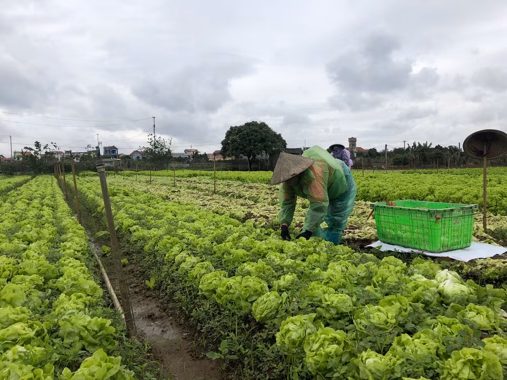 Nông dân tỉnh Hưng Yên thu hoạch rau trước khi rét đậm, rét hại kéo dài.