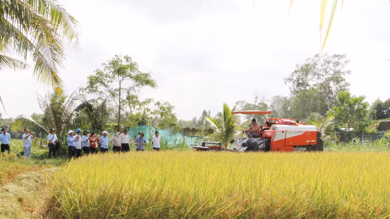 Mô hình thí điểm canh tác lúa phát thải thấp ở Hợp tác xã Nông nghiệp Phước Hảo, tỉnh Trà Vinh.