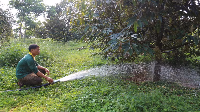 Người dân tỉnh Đắk Lắk tưới nước cho cây trồng. (Ảnh: HÀ THẮNG)