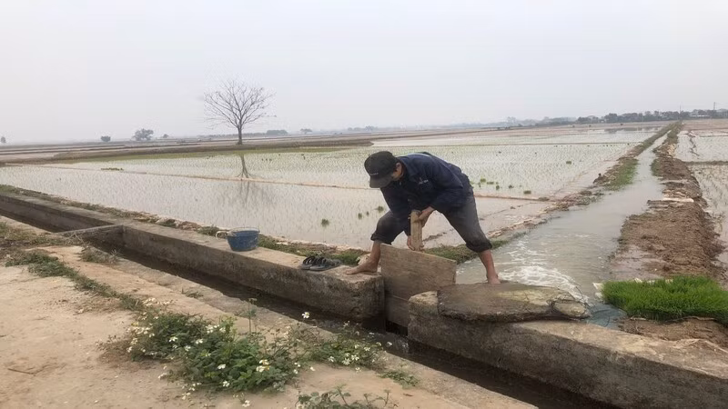 Nông dân huyện Bình Giang, tỉnh Hải Dương lấy nước gieo cấy lúa đông xuân.