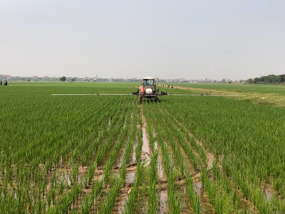 Cơ giới hóa trong sản xuất lúa ở Thái Bình.