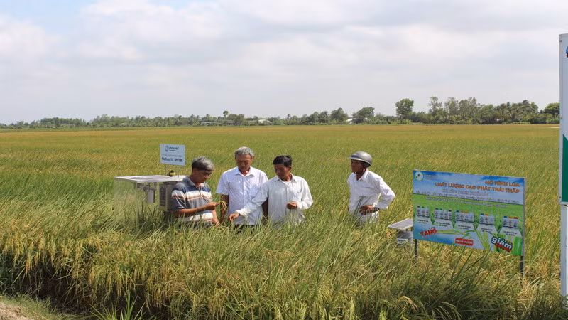 Nông dân kiểm tra lúa ở mô hình thí điểm 1 triệu ha lúa chất lượng cao ở tỉnh Trà Vinh. Nông dân kiểm tra lúa ở mô hình thí điểm 1 triệu ha lúa chất lượng cao ở tỉnh Trà Vinh.