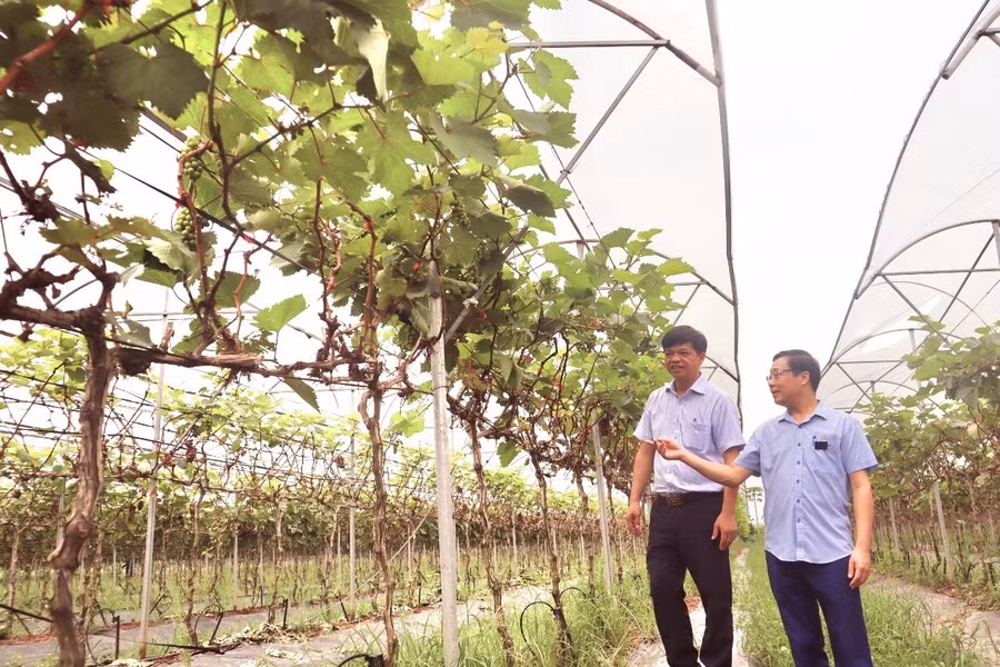 Xây dựng nông thôn mới giúp thúc đẩy sản xuất nông nghiệp ở thành phố Hà Nội.