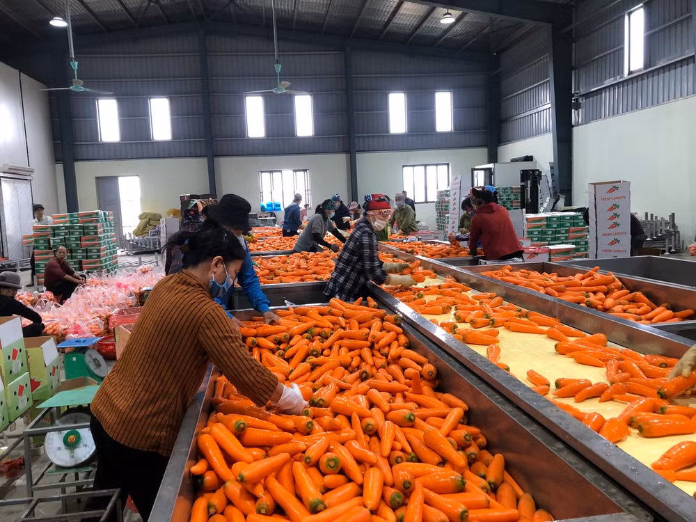 Sơ chế sản phẩm cà rốt tại tỉnh Hải Dương.