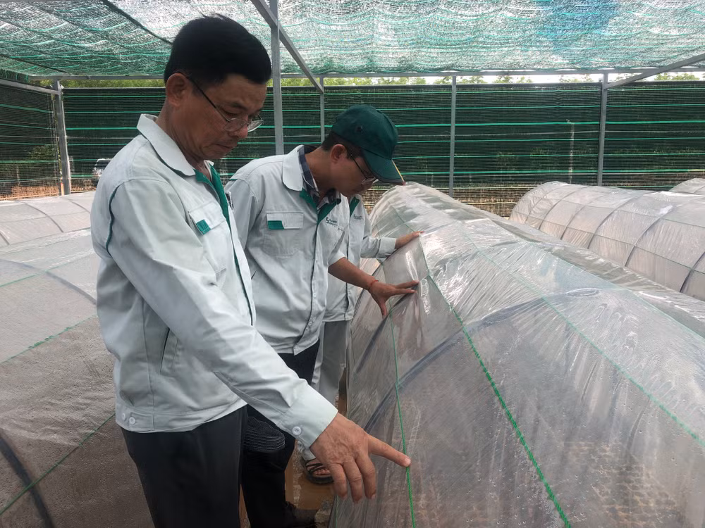 Kiểm tra sinh trưởng, phát triển của cây keo lai mô ở vườn ươm Long Thành, xã Vĩnh Hà, huyện Vĩnh Linh (Quảng Trị).