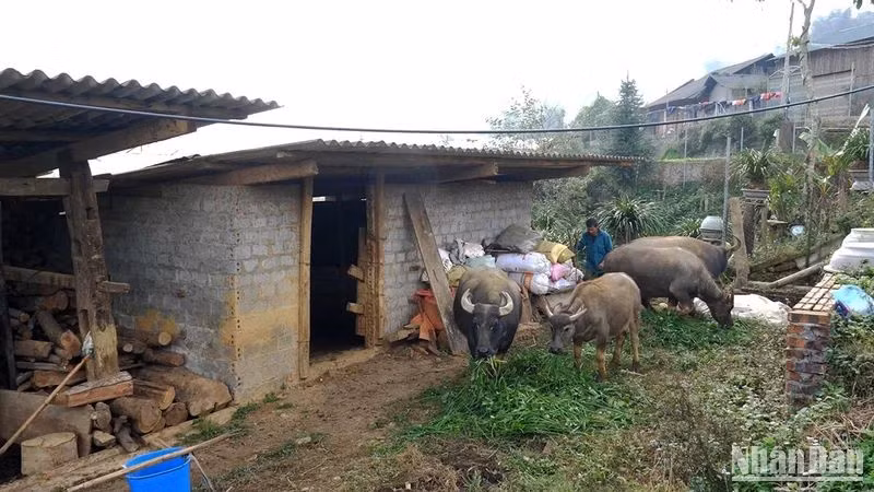Chăm sóc và bảo vệ đabf trâu trong những ngày giá rét ở Lào Cai. (Ảnh THÀNH TÂM)
