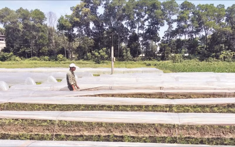 Sản xuất rau an toàn tại huyện Đông Anh. 