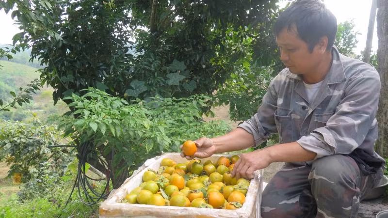 Anh Lăng Văn Thiện, ở thôn Pò Pheo, Hoàng Việt, Văn Lãng (Lạng Sơn), tuyển chọn quả hồng đem giao cho khách hàng.