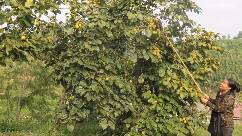 Người dân ở thôn Pò Pheo, Hoàng Việt, Văn Lãng (Lạng Sơn) thu hái hồng Vành khuyên.