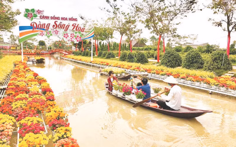 Du khách trải nghiệm tại Cánh đồng hoa hồng, thành phố Sa Đéc.
