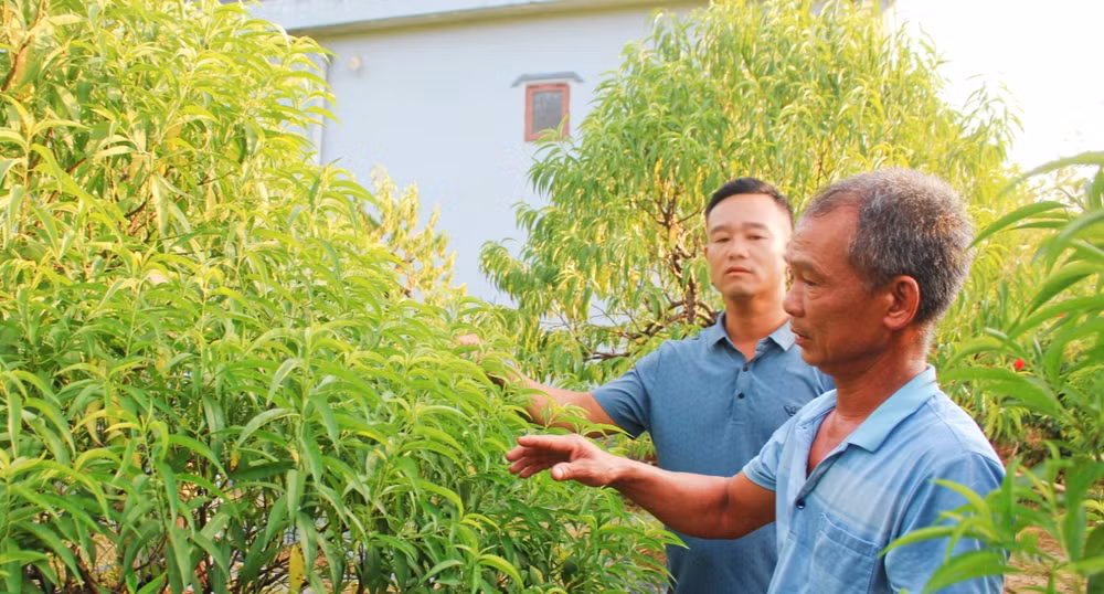 Chỉ còn số lượng rất ít đào ở khu đất cao lại sau lũ.