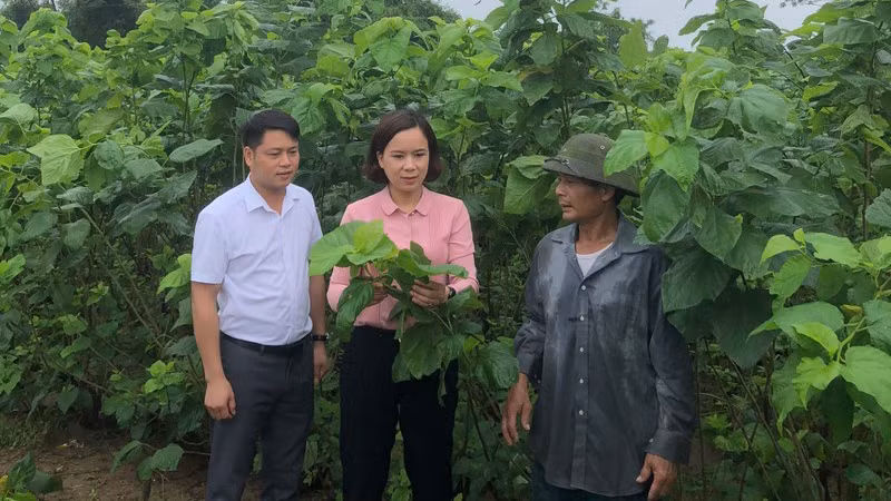 Chủ tịch UBND xã Việt Thành, huyện Trấn Yên (Yên Bái) Nguyễn Thị Tuyết Nga cùng nhân dân giám sát, kiểm tra quy trình trồng cây dâu tằm nhằm thực hiện quy hoạch mở rộng sản xuất nông nghiệp theo hướng hàng hóa. (Ảnh: Thanh Sơn)