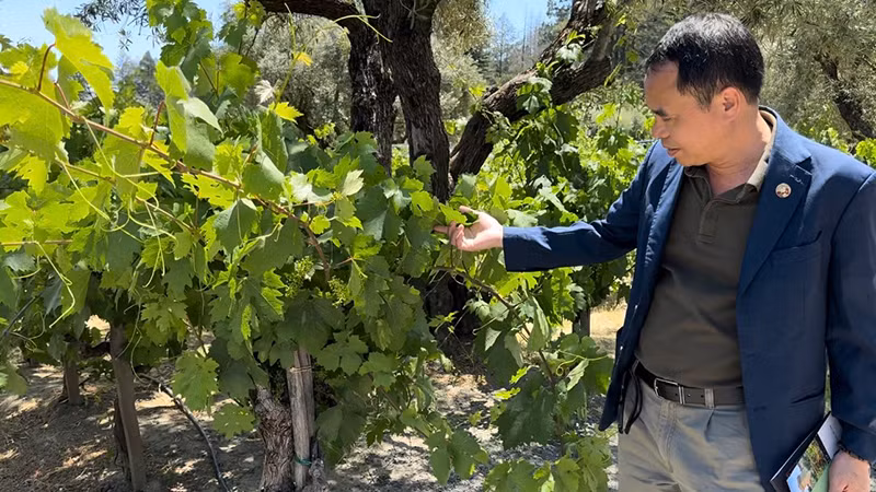 Doanh nhân Nguyễn Văn Tưởng và trang trại nho ở bang California.