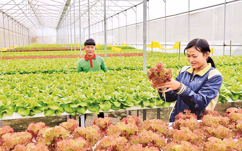 Xây dựng Bệnh viện đa khoa Trung ương khu vực Tây Nguyên 