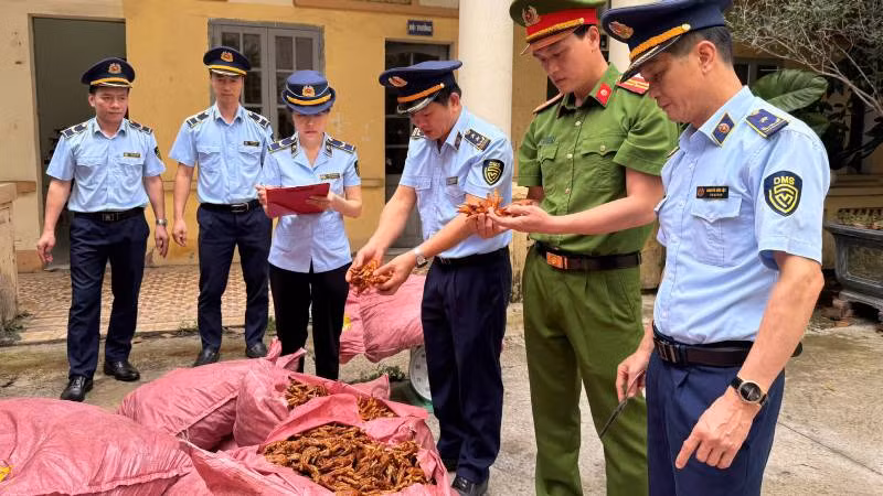 Đội Quản lý thị trường số 6, phối hợp với công an tỉnh kiểm tra thu giữ chân gà không rõ nguồn gốc, xuất xứ. Đội Quản lý thị trường số 6, phối hợp với công an tỉnh kiểm tra thu giữ chân gà không rõ nguồn gốc, xuất xứ.