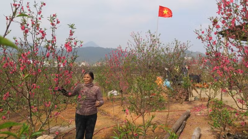 Nhiều hộ dân ở xã Hoàng Đồng, thành phố Lạng Sơn, mở rộng diện tích trồng đào đem lại thu nhập cao.
