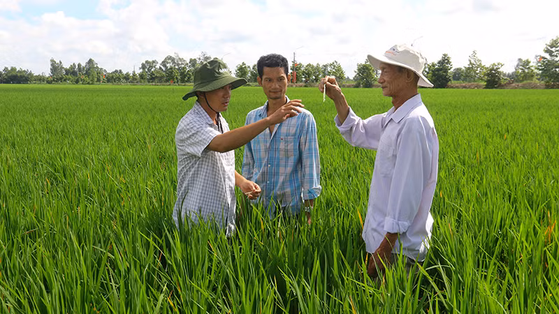 Tổ Khuyến nông cộng đồng xã Vĩnh Thuận Tây, huyện Vị Thủy (Hậu Giang) phát huy vai trò nồng cốt trong thực hiện Đề án.