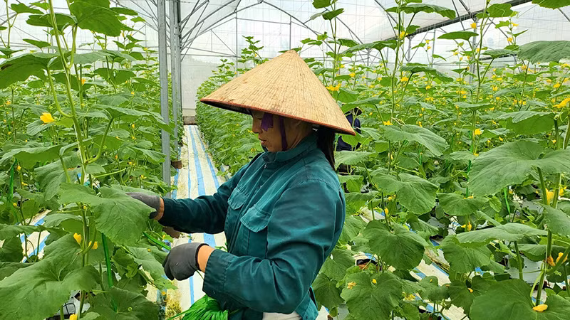 Mô hình trồng dưa hữu cơ ở xã Quảng Tân, huyện Đầm Hà, Quảng Ninh. (Ảnh: Quang Thọ)