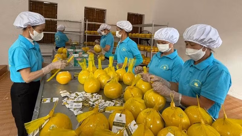  Công nhân Công ty Cổ phần Nông nghiệp RYB (Hòa Bình) đóng gói bưởi Diễn trước khi chuyển lên xe xuất khẩu sang Anh. (Ảnh: Trần Hảo) Công nhân Công ty Cổ phần Nông nghiệp RYB (Hòa Bình) đóng gói bưởi Diễn trước khi chuyển lên xe xuất khẩu sang Anh. (Ảnh: Trần Hảo)