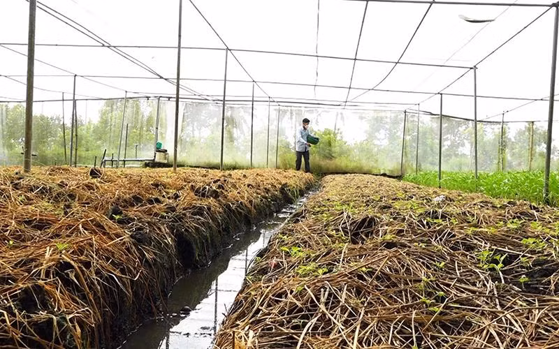 Người dân xã Phương Bình (huyện Phụng Hiệp, tỉnh Hậu Giang) bón phân ủ từ rơm cho rau sạch, an toàn.