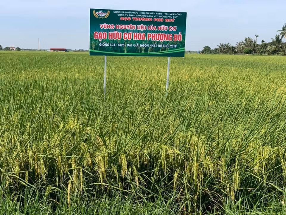Những thửa ruộng tươi tốt của nông dân xã Ngũ Phúc, huyện Kiến Thụy trồng theo phương pháp hữu cơ. Những thửa ruộng tươi tốt của nông dân xã Ngũ Phúc, huyện Kiến Thụy trồng theo phương pháp hữu cơ.