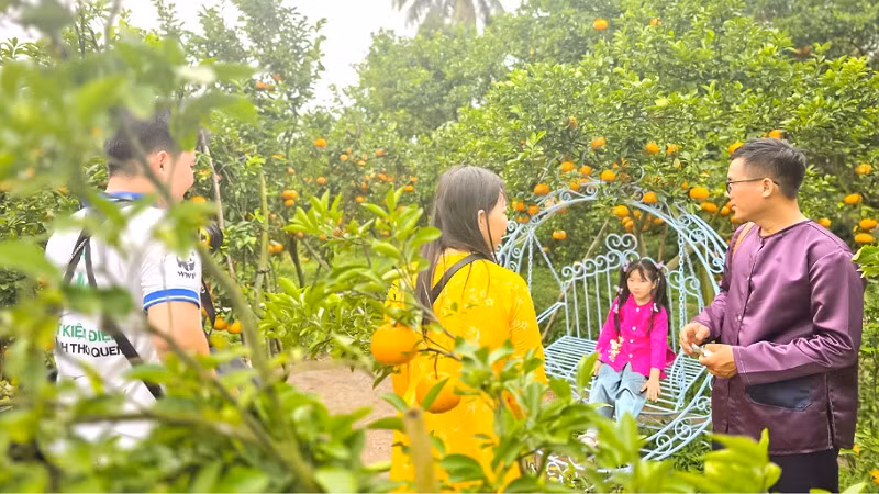 Nhà vườn quýt hồng của ông ba Muôi ở phường Long Tuyền, quận Bình Thủy mở cửa đón khách tham quan trong dịp Tết.