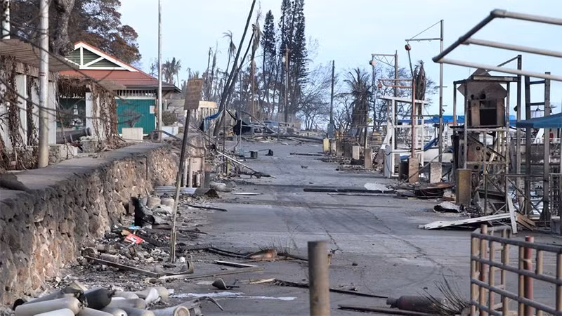 Một số cây có thể đứng vững hoặc chịu ít ảnh hưởng của đám cháy. (Ảnh: Reuters)