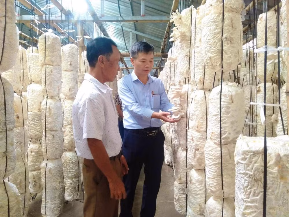 Trồng nấm ứng dụng hệ thống tưới nước thông minh có nhiều triển vọng mở rộng sản xuất ở tỉnh Thái Bình.