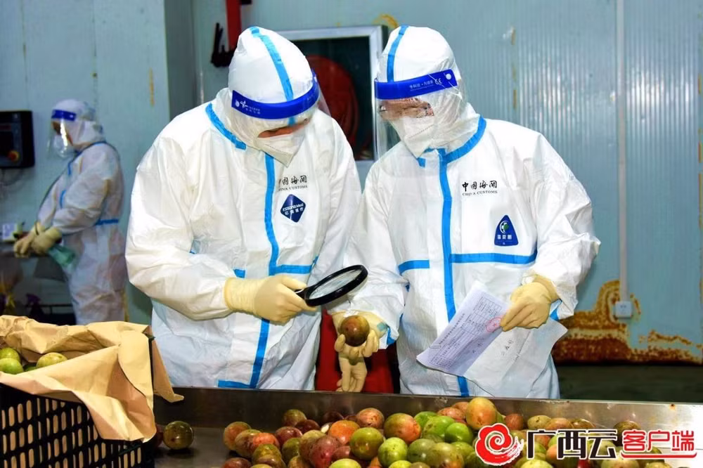 Nhân viên hải quan kiểm tra chanh leo nhập khẩu từ Việt Nam. (Ảnh: gxnews.com.cn)