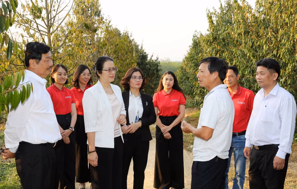 Ông Bùi Văn Quyển (áo trắng thứ hai từ phải sang) giới thiệu với Đoàn cán bộ Agribank về mô hình trồng sầu riêng được hình thành nên từ vốn vay ngân hàng. Ông Bùi Văn Quyển (áo trắng thứ hai từ phải sang) giới thiệu với Đoàn cán bộ Agribank về mô hình trồng sầu riêng được hình thành nên từ vốn vay ngân hàng.