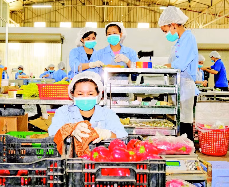 Sơ chế rau quả xuất khẩu tại Công ty TNHH sản xuất thương mại nông sản Phong Thúy, tỉnh Lâm Đồng. (Ảnh ANH TUẤN)