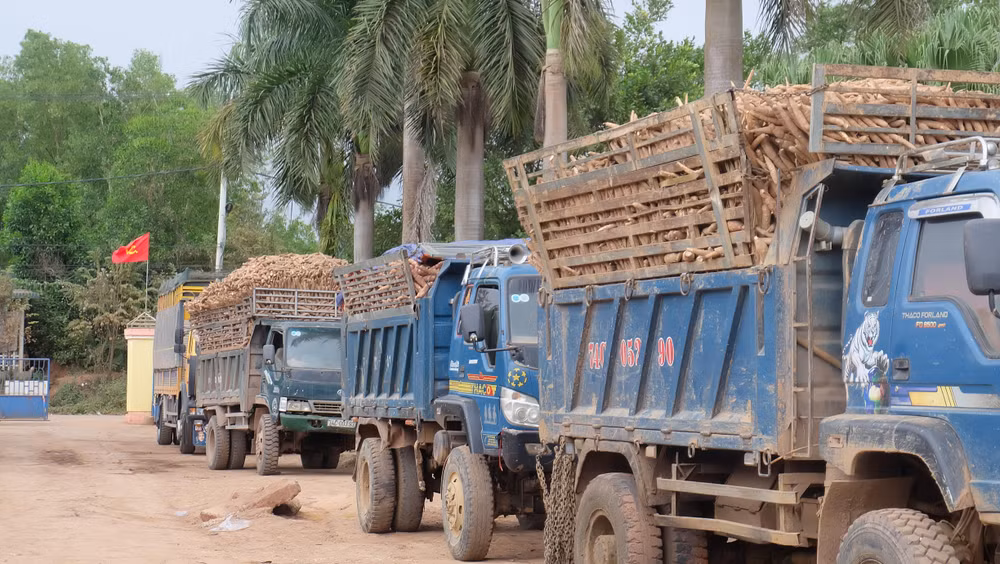 Xe ô-tô của Nhà máy chế biến tinh bột sắn Hướng Hóa (Quảng Trị) hoạt động hết công suất để kịp thu mua sắn cho người dân.