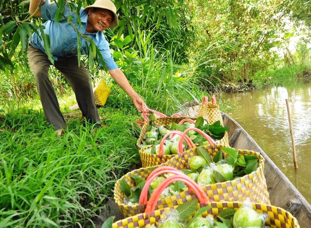 Người dân xã Mỹ Lợi A, huyện Cái Bè, tỉnh Tiền Giang thu hoạch ổi trồng xen vườn xoài. Người dân xã Mỹ Lợi A, huyện Cái Bè, tỉnh Tiền Giang thu hoạch ổi trồng xen vườn xoài.