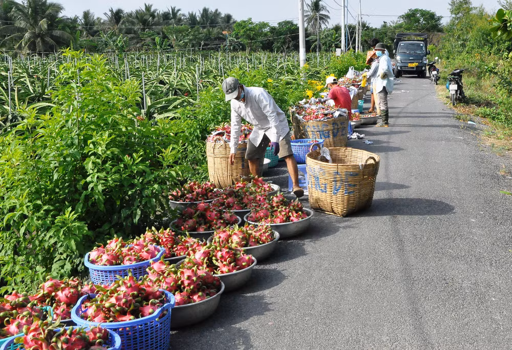 Thanh long không có giá, người dân xã Đăng Hưng Phước, huyện Chợ Gạo, tỉnh Tiền Giang thu hoạch để dọc theo lộ để chờ thương lái đến mua. Thanh long không có giá, người dân xã Đăng Hưng Phước, huyện Chợ Gạo, tỉnh Tiền Giang thu hoạch để dọc theo lộ để chờ thương lái đến mua.