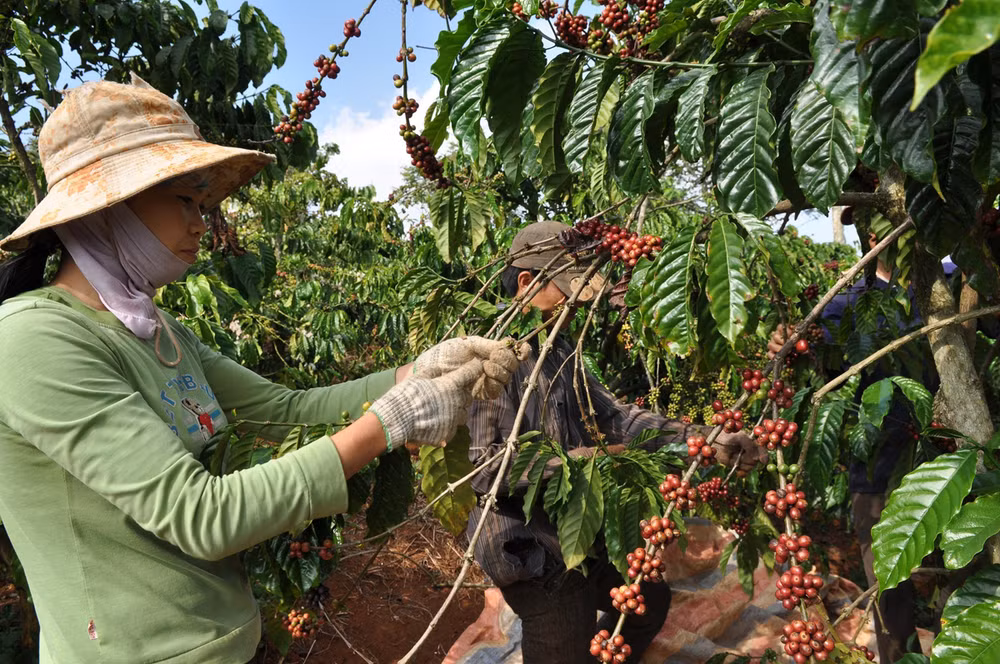 Sản phẩm xuất khẩu sang Anh cần đảm bảo chất lượng và đạt các tiêu chuẩn nước bạn đặt ra.